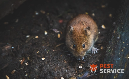 Дератизация в Астане